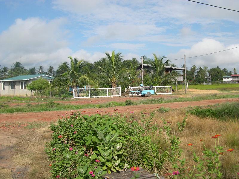 Guyana 002 - Landscape with donkey
